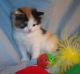 Munchkin Cats for sale in Pittsford, NY 14534, USA. price: NA
