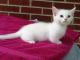 Munchkin Cats for sale in Mayfield, KY 42066, USA. price: NA