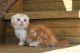 Munchkin Cats for sale in Mobile, AL, USA. price: NA