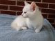 Munchkin Cats for sale in San Diego, CA, USA. price: NA