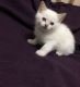 Munchkin Cats for sale in MN-48, Hinckley, MN 55037, USA. price: $250