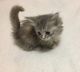 Munchkin Cats for sale in MN-48, Hinckley, MN 55037, USA. price: $950