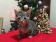 Munchkin Cats for sale in Masontown, PA 15461, USA. price: $600