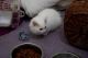 Munchkin Cats for sale in Los Angeles, CA 90050, USA. price: NA