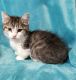 Munchkin Cats for sale in Ava, MO 65608, USA. price: NA