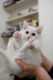 Munchkin Cats for sale in Los Angeles, CA 90050, USA. price: NA