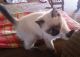 Munchkin Cats for sale in Cecilia, KY 42724, USA. price: $700