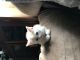 Munchkin Cats for sale in Dayton, OH, USA. price: NA