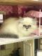 Munchkin Cats for sale in Hutto, TX 78634, USA. price: NA