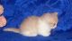 Munchkin Cats for sale in Jersey City, NJ, USA. price: $550