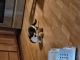 Munchkin Cats for sale in Tampa, FL, USA. price: NA