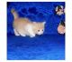 Munchkin Cats for sale in Frisco, TX, USA. price: NA