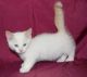 Munchkin Cats for sale in Brooklyn, NY, USA. price: NA