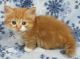 Munchkin Cats for sale in Temple City, CA, USA. price: NA