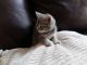 Munchkin Cats for sale in Fresno, CA, USA. price: NA