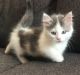Munchkin Cats for sale in Minneapolis, MN, USA. price: NA