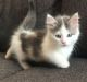 Munchkin Cats for sale in Ohio Dr SW, Washington, DC, USA. price: $500