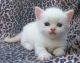 Munchkin Cats for sale in NJ-3, Clifton, NJ, USA. price: $340