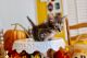 Munchkin Cats for sale in 111 Conner Rd, Anacoco, LA 71403, USA. price: $800