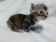 Munchkin Cats for sale in Canton, GA, USA. price: $900