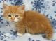Munchkin Cats for sale in Houston, TX, USA. price: $350
