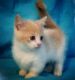 Munchkin Cats for sale in Torrance, CA 90503, USA. price: $400