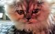 Munchkin Cats for sale in New Hartford, CT, USA. price: NA