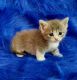Munchkin Cats for sale in Fort Worth, TX 76102, USA. price: NA