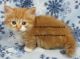 Munchkin Cats for sale in Roanoke, VA 24012, USA. price: NA