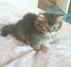 Munchkin Cats for sale in Jersey City, NJ 07097, USA. price: $250