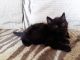 Munchkin Cats for sale in Jersey City, NJ 07097, USA. price: $250