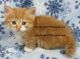 Munchkin Cats for sale in New York, NY, USA. price: NA
