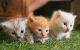Munchkin Cats for sale in Portland, OR, USA. price: NA