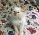Munchkin Cats for sale in Chicago, IL, USA. price: $600