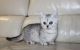 Munchkin Cats for sale in Minneapolis, MN 55415, USA. price: $500