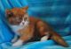 Munchkin Cats for sale in Wichita, KS, USA. price: NA