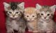 Munchkin Cats for sale in Houston, TX, USA. price: $350