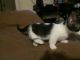 Munchkin Cats for sale in Indianapolis, IN, USA. price: $700