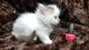 Munchkin Cats for sale in San Diego, CA 92104, USA. price: NA