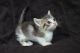 Munchkin Cats for sale in Fort Worth, TX 76107, USA. price: NA
