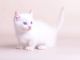 Munchkin Cats for sale in Chicago, IL 60613, USA. price: NA