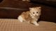 Munchkin Cats for sale in Madison, WI 53784, USA. price: NA