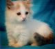 Munchkin Cats for sale in San Francisco, CA 94144, USA. price: NA