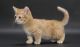Munchkin Cats for sale in St. Louis, MO, USA. price: $350
