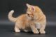 Munchkin Cats for sale in Philadelphia, PA, USA. price: NA