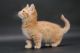 Munchkin Cats for sale in Seattle, WA, USA. price: $350
