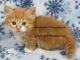 Munchkin Cats for sale in Milwaukee, WI, USA. price: $350