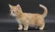 Munchkin Cats for sale in Cheyenne, WY, USA. price: $350