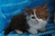 Munchkin Cats for sale in Portland, OR 97214, USA. price: NA