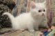 Munchkin Cats for sale in Hartford, CT 06152, USA. price: NA